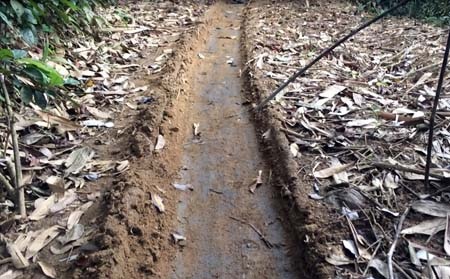 Vô số con chạch luồn vào rừng KBTTN Kẻ Gỗ do lâm tặc tạo ra 