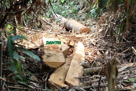 Hiện trường một cây gỗ bị lâm tặc đốn hạ, lấy đi các bê gỗ