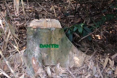 Hiện trường một cây gỗ bị lâm tặc đốn hạ, lấy đi các bê gỗ