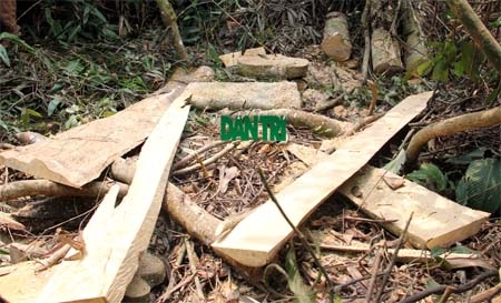 Lâm tặc đã kéo đi các bê gỗ, bỏ lại ngọn, bìa