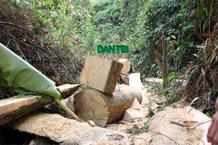 Hiện trường cây gỗ trâm quý hiếm vừa bị xẻ thịt 