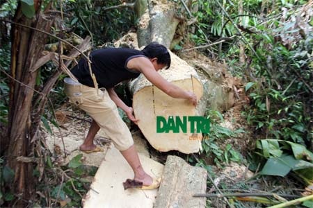 Phần thân gốc cây trâm này có đường kính khoảng 80cm