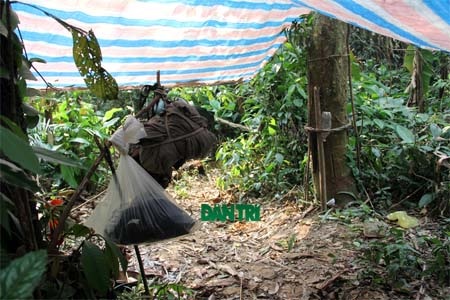 Lán trại của lâm tặc giữa rừng