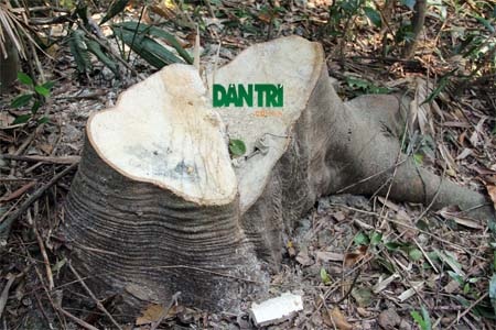 Một cây sến khác còn tươi nguyên mùn cưa