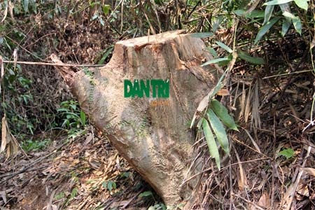 Nhan nhản những gốc cây bị lâm tặc đốn hạ