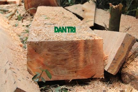 Hiện trường cây trín bị đốn hạ, các bê gỗ chưa được vận chuyển về xuôi