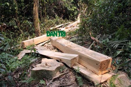 Một cây sến bị xẻ thịt chưa được kéo đi