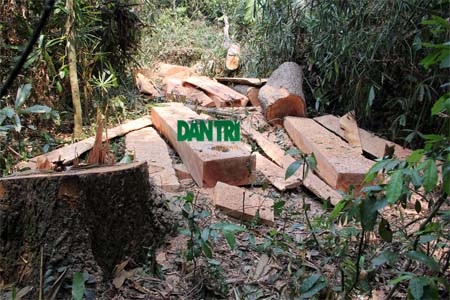 Hiện trường cây trín bị đốn hạ, các bê gỗ chưa được vận chuyển về xuôi