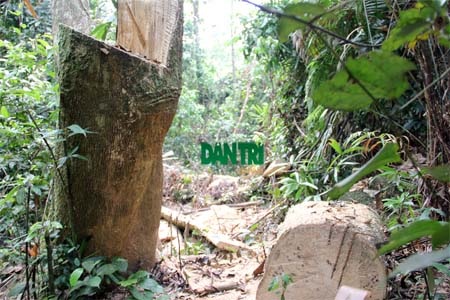 Hiện trường một gốc cây to lớn vừa bị đốn hạ