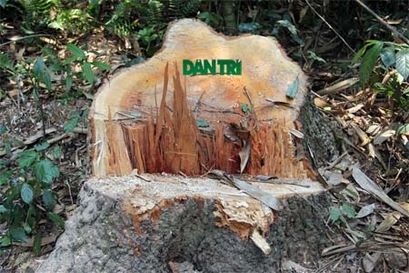 Gốc trín có đường kính 1m bị lâm tặc đốn hạ