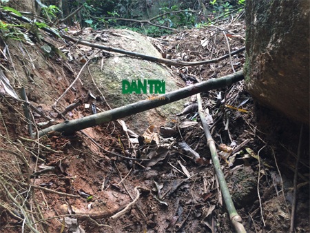 Một đường kéo gỗ mới được lâm tặc mở tại khu vực rừng Trốc Trộp.