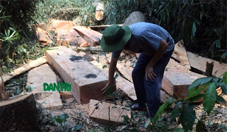 Gốc cây trín vừa bị lâm tặc đốn hạ ở điểm Bù Sọt