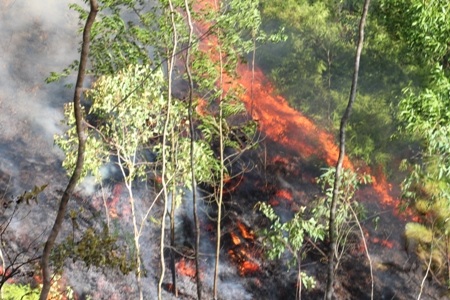 Thời tiết khô nóng, cộng với thảm thực vật dày nên ngọn lửa bùng cháy dữ dội