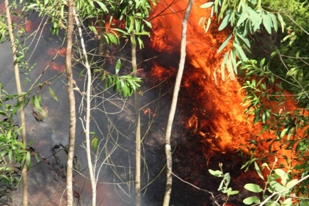 Thời tiết khô nóng, cộng với thảm thực vật dày nên ngọn lửa bùng cháy dữ dội