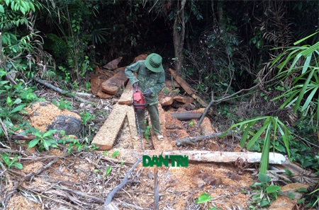 Lâm tặc đang chỉnh sửa lại cưa xăng tại hiện trường một gốc cây lớn vừa bị đốn hạ