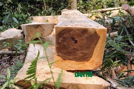 Vụ lâm tặc “đại phẫu” rừng bảo tồn: Triệu tập 11 đối tượng - 2 Hiện trường cây trín bị lâm tặc đốn hạ, chưa kịp vận chuyển ra ngoài