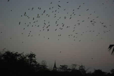 Càng về chiều, đàn chim bay về càng nhiều