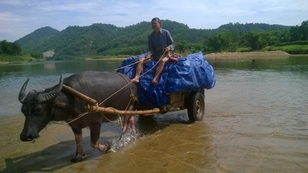 Về nơi sống nhờ vào tàu chợ, trâu kéo - 3 Người dân ví những chiếc xe trâu này như những chiếc xe tăng lội nước