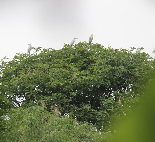 Đàn chim chủ yếu là cò trắng và cò nâu