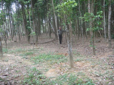 Vườn trầm trị giá hàng tỷ đồng của ông Phương