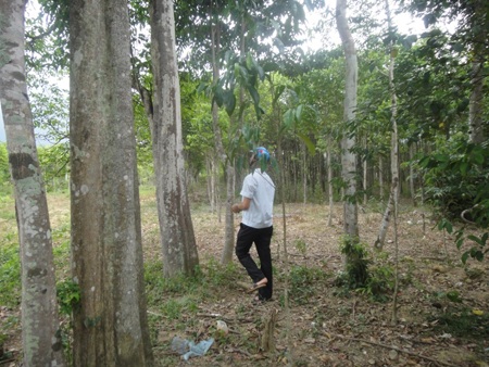 Vườn gió trầm của anh Thọ được định giá hàng tỷ đồng