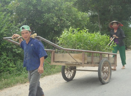 Vì lợi nhuận cao, không tốn công chăm sóc nên người dân Phúc Trạch đang đẩy mạnh trồng gió trầm