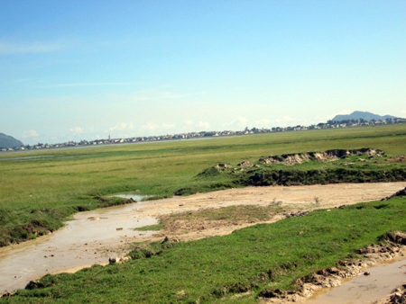 Cả cánh đồng rộng lớn thuộc 6 thôn ở Kỳ Thịnh đang bị nhiễm mặn