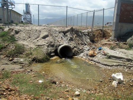 Ông Lên Văn Hùng cầm bó lúa bị cháy khô trên tay ngay trên đồng ruộng của mình