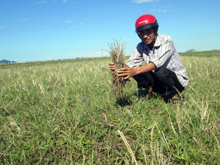 Ông Lên Văn Hùng cầm bó lúa bị cháy khô trên tay ngay trên đồng ruộng của mình