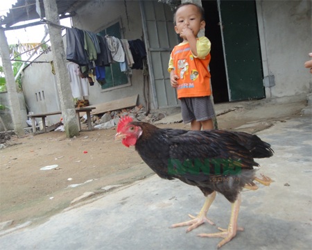 Chú gà đặc biệt có 4 chân