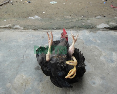 Đôi chân thừa nhìn từ phía bụng gà