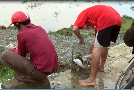 Săn chim trời, nhiều người bị cò mổ mất mắt - 2 Bất cẩn trong khi đơm hoặc chơi đùa với cò, cói, nhiều người đã bị mất mắt