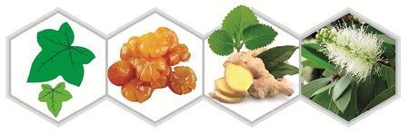 Các dược thảo tốt cho trẻ bị ho - 2 Những cơn ho kéo dài luôn khiến trẻ mệt mỏi, chán ăn… dễ dẫn
đến sụt cân