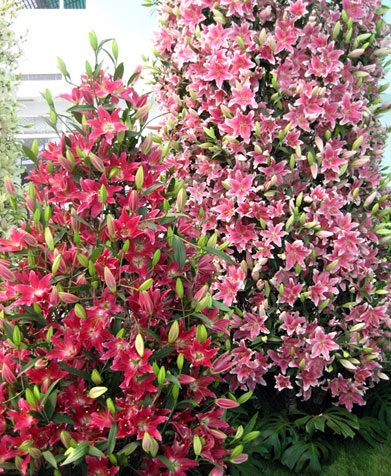 Hoa
ly hình dáng kiêu sa