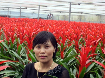 Màu
hoa Phượng Lê đỏ rực nổi bật một góc hội chợ