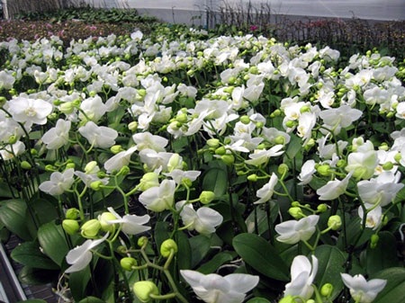 Hoa
Lan Trắng tinh khôi