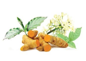 Chế độ dinh dưỡng phòng bệnh cao mỡ máu - 2 Nghệ, ngưu tất, hoa hòe là những thảo được thiên nhiên dễ
tìm có tác dụng hạ mỡ máu