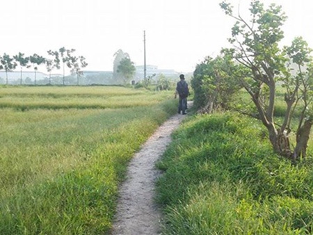 Hà Nội: Thất tình, một người đàn ông tự sát bằng súng tự chế - 1 Cánh
đồng nơi anh T ngồi buồn rầu và rút súng tự sát