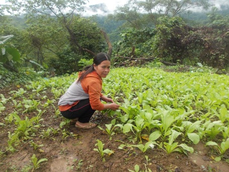 Hai người chị nuôi thân thương của học trò vùng cao - 2 Chị Kring Búp bên vườn rau