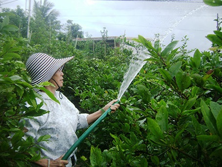 Giáo viên sợ... Tết - 2 Trồng hoa - nghề phụ của nhiều giáo viên tỉnh Phú Yên để có tiền chi tiêu ngày Tết. (Ảnh: Hồng Ánh)