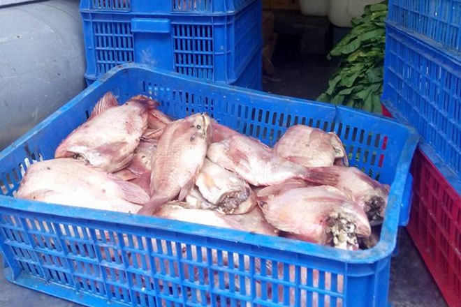 Phụ huynh ngăn chặn một vụ cá, thịt thối tuồn vào bếp ăn học sinh - 2 Số lượng cá diêu hồng bị hôi bốc mùi bị phát hiện tại trường học
