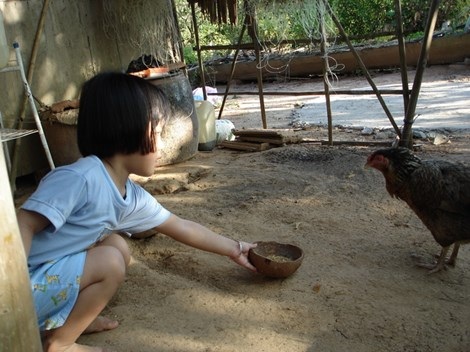 Mùa hè của con ở đâu? - 2 Chơi cùng gà, vịt.