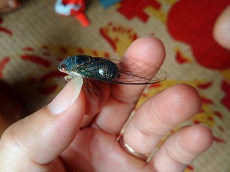 Mùa hè của con ở đâu? - 3 Hay trưa hè đi bắt con ve
