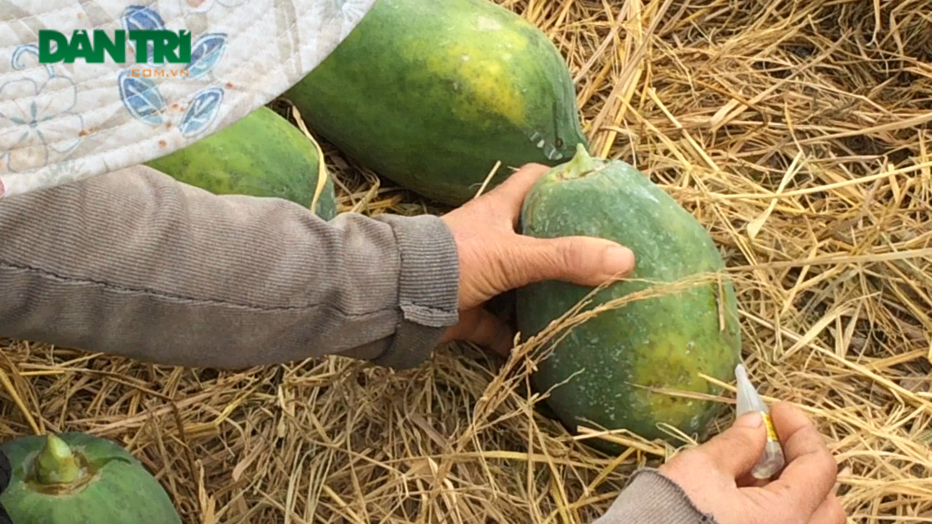 Hóa chất thúc chín trái cây độc cỡ nào? - 2 Người nông dân đang bôi thuốc kích chín nhanh cho đu đủ