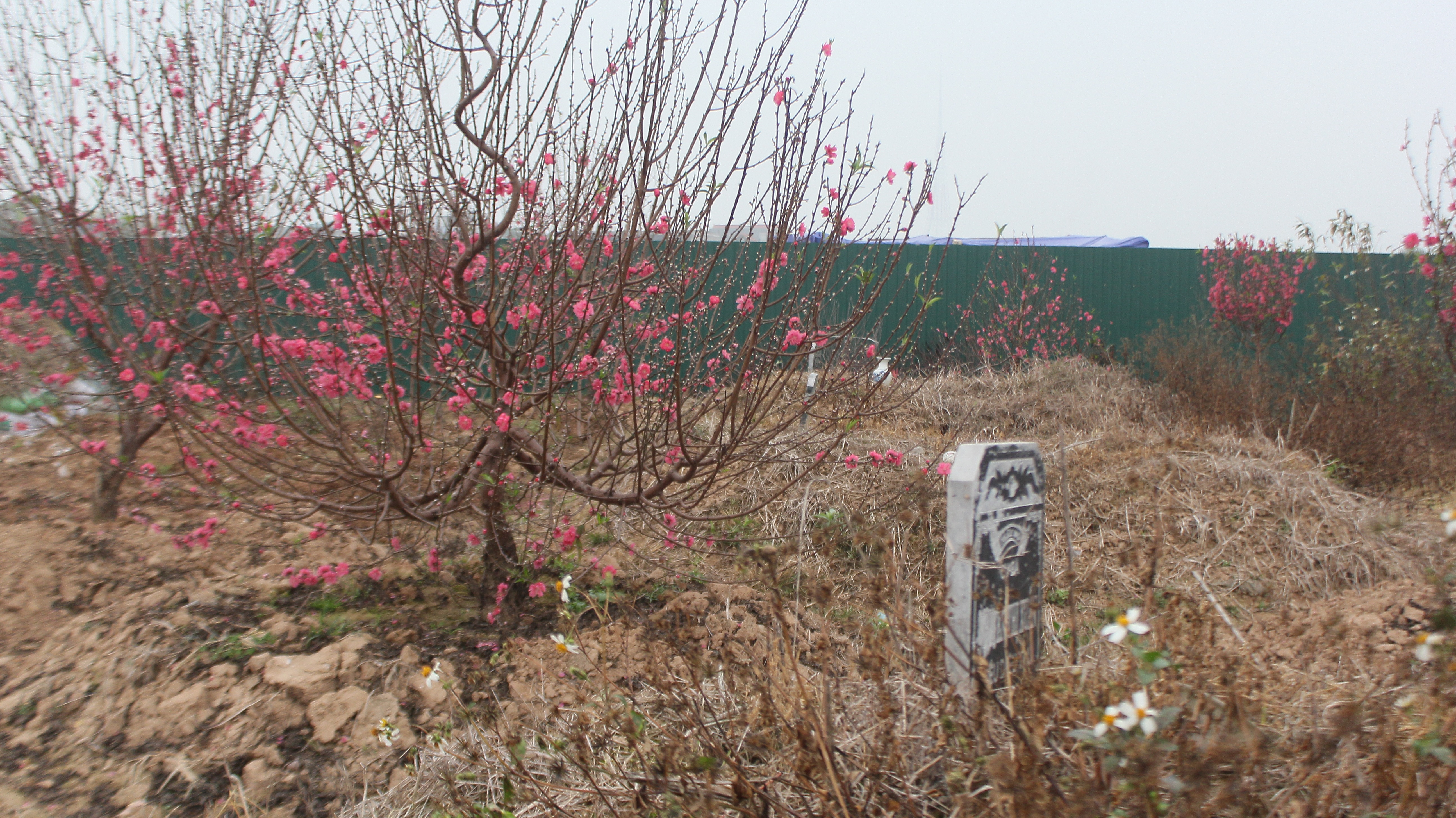 Những gốc đào nằm xen giữa những ngôi mộ