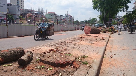 Hà Nội đốn hạ 6.700 cây xanh: "Người dân có quyền được biết" - 2 Cây xanh đã được chặt hạ trên đường Nguyễn Trãi. Ảnh: Nguyễn Dương