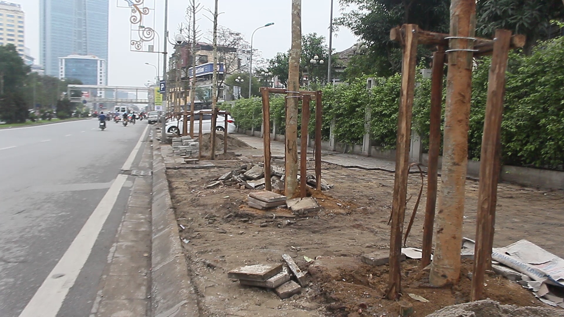 Những gốc cây mới được cho là cây Mỡ chứ không phải Vàng tâm trên phố Nguyễn Chí Thanh