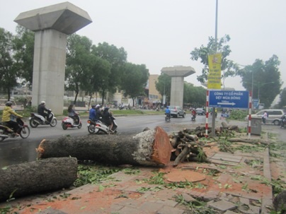 Cây xanh đã bị chặt hạ trên đường Nguyễn Trãi. Ảnh: Nguyễn Dương