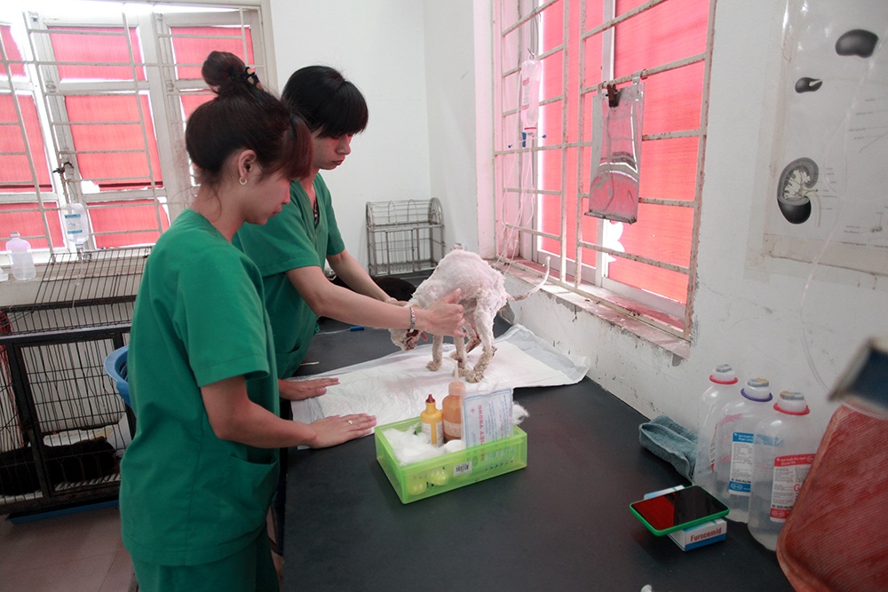 Hà Nội: “Biệt đội" giải cứu chó mèo - 9 Một chú mèo bị đánh đến thương tật đang được chữa trị