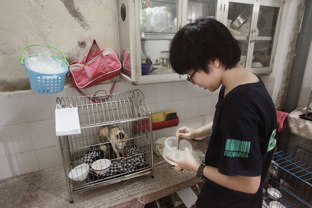 Hà Nội: “Biệt đội" giải cứu chó mèo - 8 Các bạn trẻ thay phiên nhau chăm sóc các chú, mèo